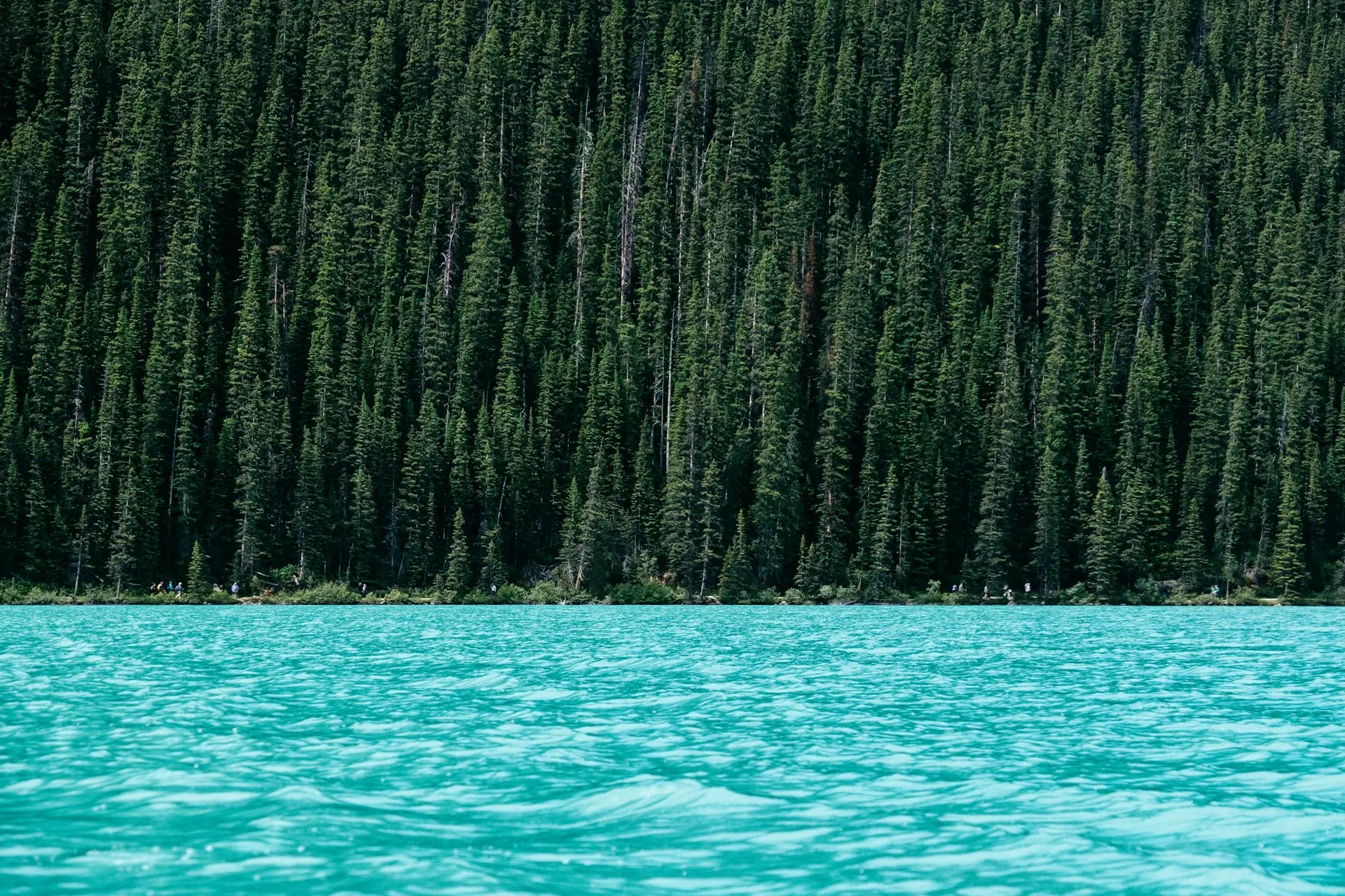 lake beside green pine trees