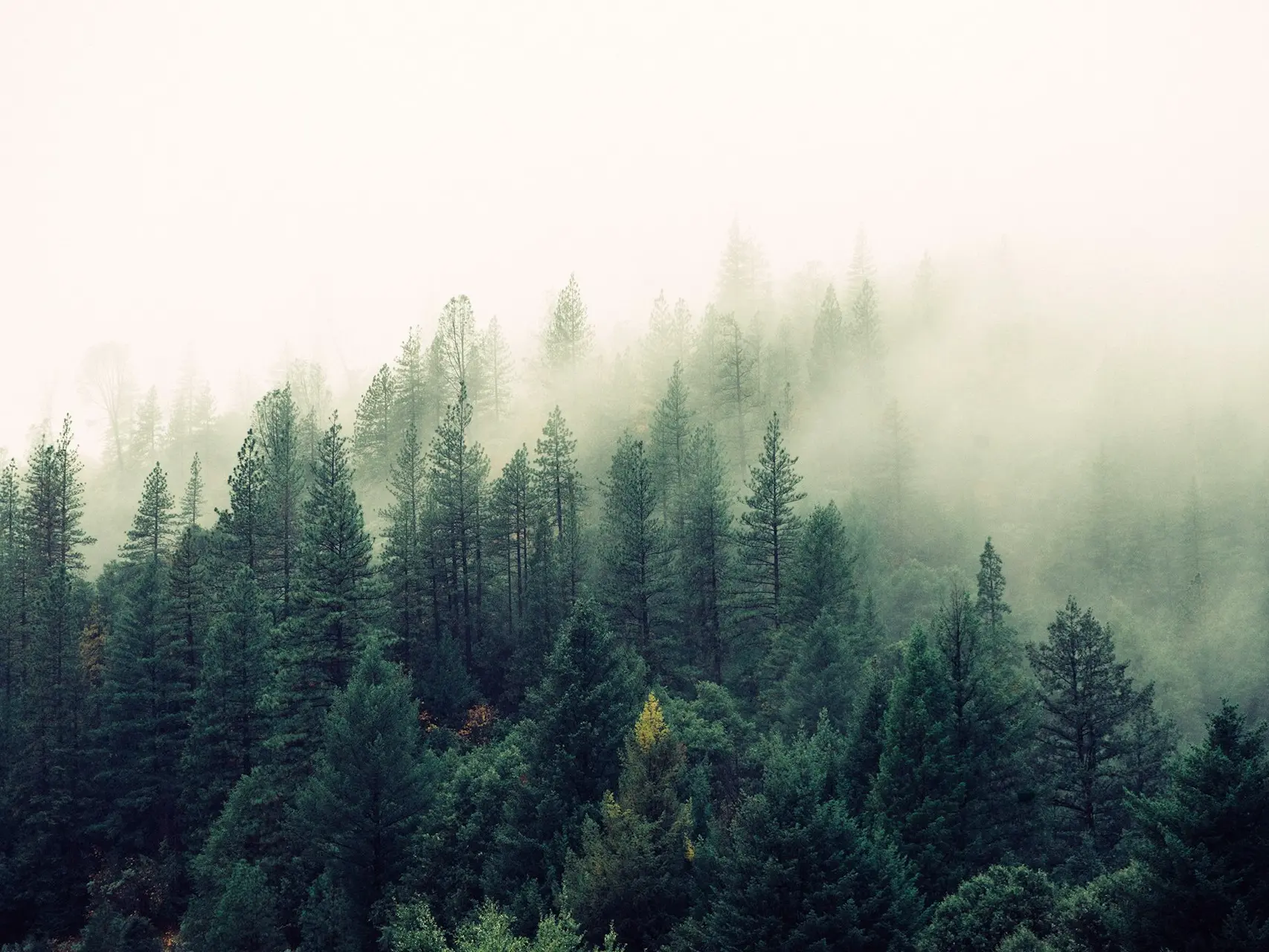 palm trees covered with fog